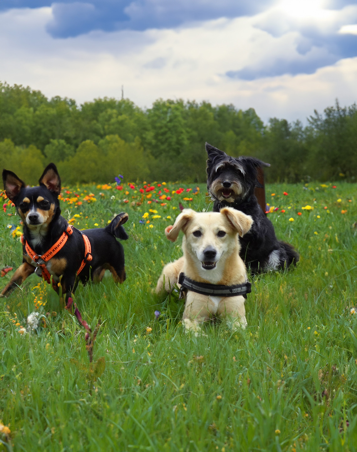 Hundebetreuung